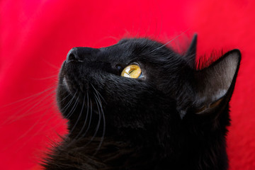 Portrait of a black cat on a red background