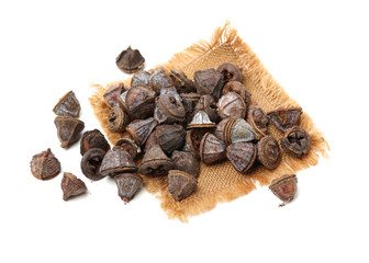 Dried fruits of eucaliptus globulus labill on white background