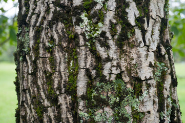 Close up of tree trunk with moss and lichen