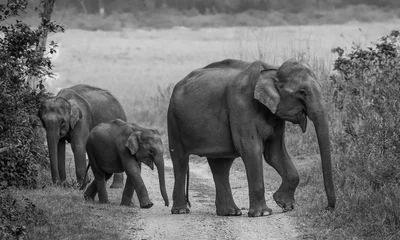 Foto op Aluminium Asian Big Elephant with family roaming at Jim Corbett National Park © Abhishek Mittal