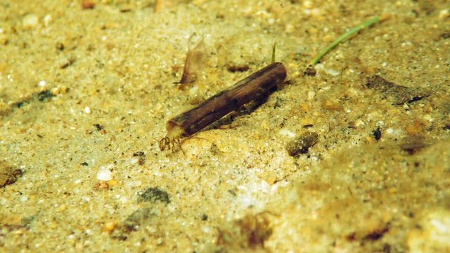Caddisfly larva crawling on sandy lake bottom. Underwater shot.