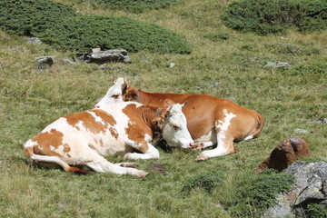 Fototapeta na wymiar Zwei braungefleckte Kühe