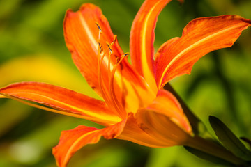 Close up macro of a orange lily with a blurry background