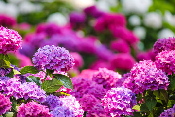 groups of pink hydrangea lit by the sun in the garden of balbianello villa in the comune of Lenno, Italy, overlooking Lake Como.
