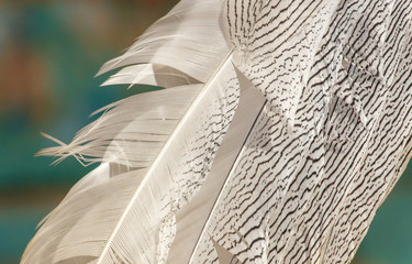 Bird feathers as an abstract background