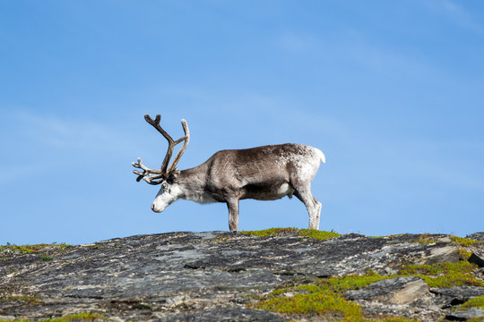 Norvegia e isole lofoten con capo nord