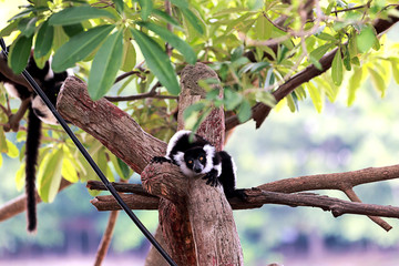 Black and White Ruffed Lemur in the Zoo