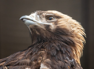 Portrait of an eagle in a zoo