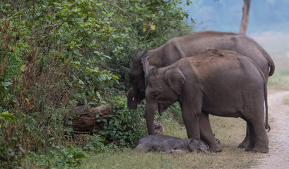 Fototapeta premium Wielki słoń azjatycki z rodziną wędrującą w Parku Narodowym Jim Corbett