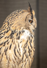 Portrait of an eagle owl in a zoo
