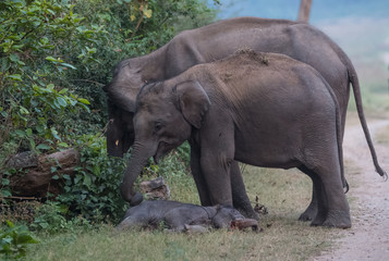 Naklejka na ściany i meble Asian Big Elephant with family roaming at Jim Corbett National Park