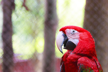 Red and green Macaw. 