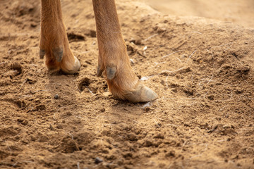 Deer paws on the ground in the park