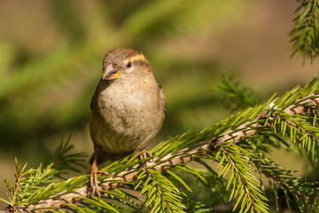 Portrait of a sparrow on a conifer in a park