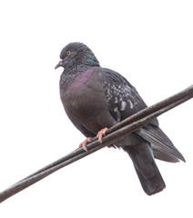 A dove sits on a wire against the sky