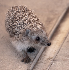 Portrait of a hedgehog in a zoo