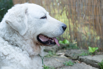 Profile of a Kuvasz Dog