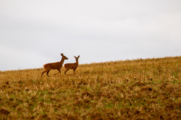 Rehe grasen auf dem Feld