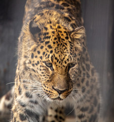 Fototapeta na wymiar Portrait of a leopard in a zoo