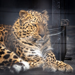 Portrait of a leopard in a zoo