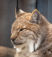Portrait of a lynx at the zoo