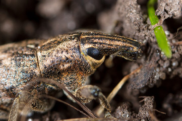 Portrait of a beetle in the ground