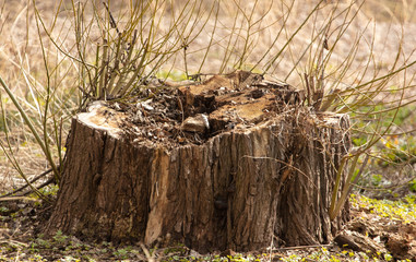 Stump from a sawn tree in a park