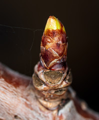 A bud on a tree in a park in spring
