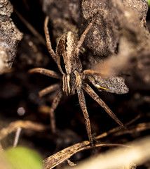 Portrait of a spider in the ground