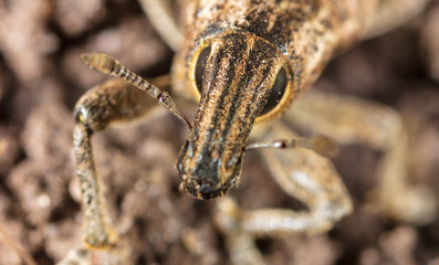 Portrait of a beetle in the ground