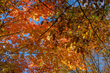 Autumn foliage nature background with bright orange maple leaves
