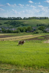 Rural landscape with horned cow on green pasture in countryside