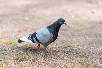 pigeon walks on the ground