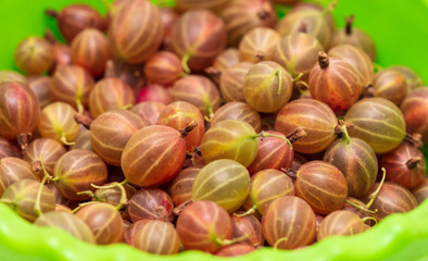Ripe gooseberries as a background