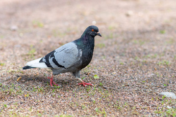 pigeon walks on the ground