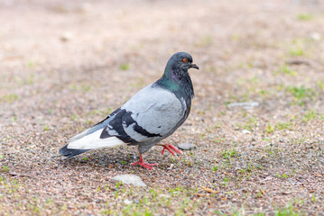 pigeon walks on the ground