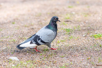 pigeon walks on the ground