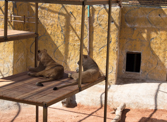 Wild lions and tigers in zoo.