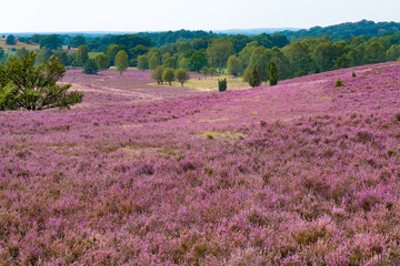 The Lueneburg Heath Nature Park (German: Naturpark Lüneburger Heide) in Lower Saxony, Germany.