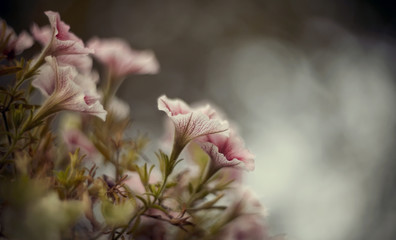 Blurred background with blooming pink Petunia