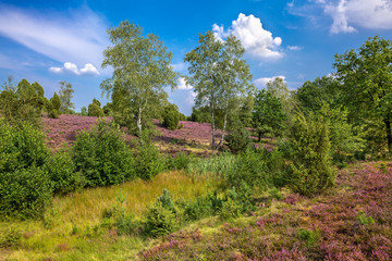 Fototapeta na wymiar The Lueneburg Heath Nature Park (German: Naturpark Lüneburger Heide) in Lower Saxony, Germany.