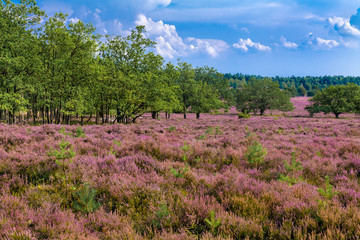 Fototapeta na wymiar The Lueneburg Heath Nature Park (German: Naturpark Lüneburger Heide) in Lower Saxony, Germany.