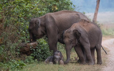 Fototapeta premium Asian Big Elephant with family roaming at Jim Corbett National Park