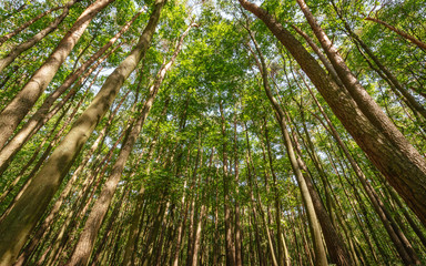 Forest.  Europe.  High trees.  Bottom photo.  Landscape