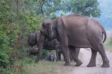 Fototapeta premium Asian Big Elephant with family roaming at Jim Corbett National Park