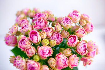 Closeup of Bouquet of pink spray peony roses. White background.