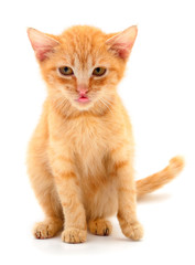 Small red kitten.