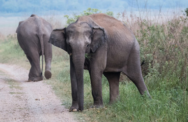 Naklejka na ściany i meble Asian Big Elephant with family roaming at Jim Corbett National Park