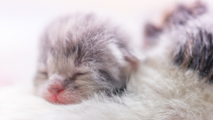 Cute newborn kitten sleeping, baby animal sleep, fifth day of life, closeup face portrait.