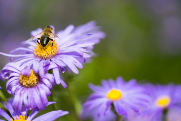 Close up bee on blue aster. Violet flowers.3